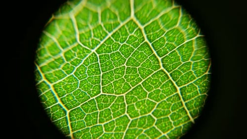 Green Leaf Analysis