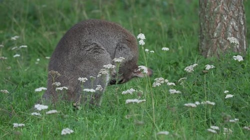 Bennetts Baumkänguru frisst Gras. Dendrolagus Bennettianus weidet auf der Wiese.