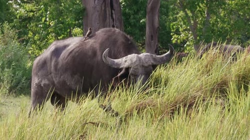Touro búfalo africano com pica-boi de bico vermelho se alimentando da grama verde fresca no Delta do Okavango, Bo