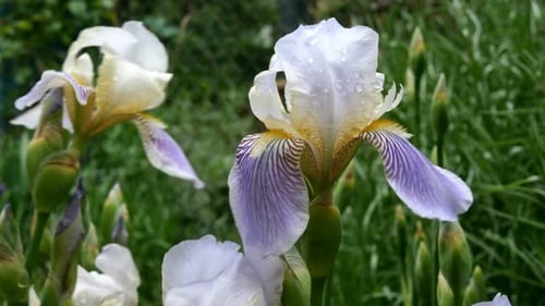 Purple Iris Flowers with Raindrops on the Petals Grow on a Flower Bed or in the Backyard.