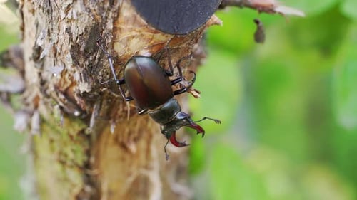 Close Up of Stag Beetle on a Tree Branch