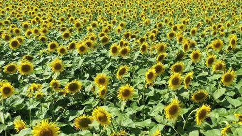 Sonnenblumen 30