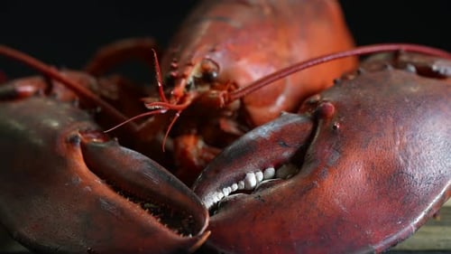 Cooked Lobster 94
