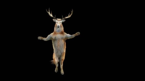 Dancing Deer Animation on Hind Legs