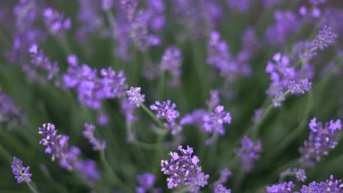 Violetter Lavendel