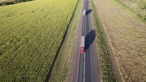 Rural Road Among the Fields