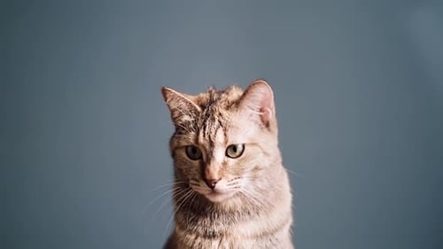 Brown Tabby Cat Looks Around in Close Up