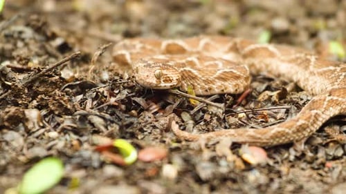 Close Up of a Camouflaged Viper Coiled on Ground