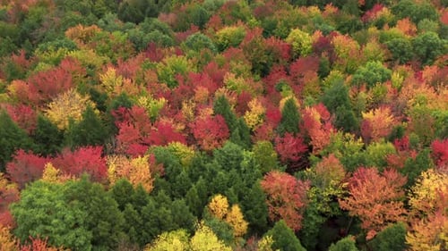 Herrliche ländliche Landschaft mit rotem Laub, grünem Holz, farbenfrohen, lebendigen Baumkronen