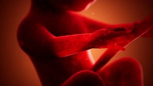 3D Medical Animation of a Developing Human Fetus