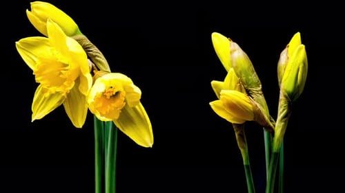 Daffodils Bloom in Time-Lapse on Black Background