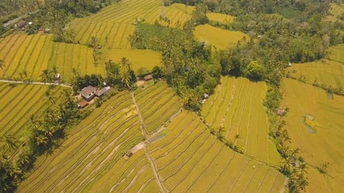 Landschaft mit Reis-Terrassenfeld Bali Indonesien