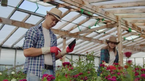 Farmers Working with Roses and Tablet in Greenhouse