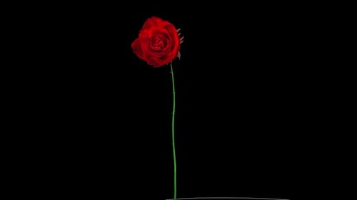 Swaying Red Rose on Black Background Loop