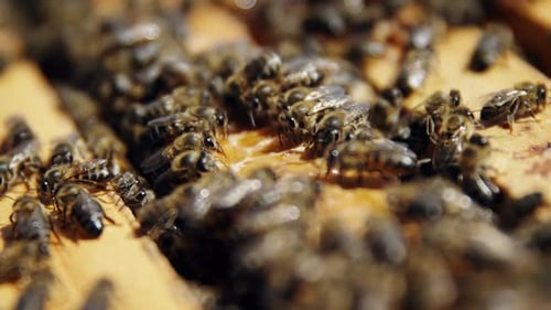 Close-up of honey bee frames covered with bees