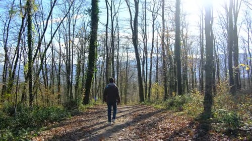 Walking Forest