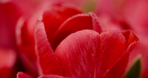 Close Up of a Beautiful Red Tulip Flower