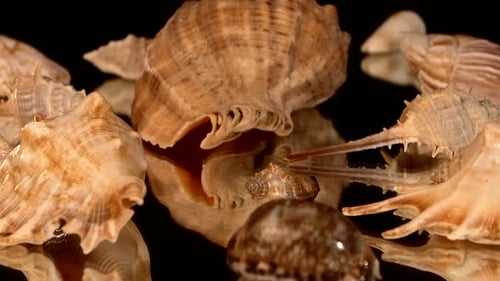 A Lot of Sea Shells on Black, Rotation, Reflection