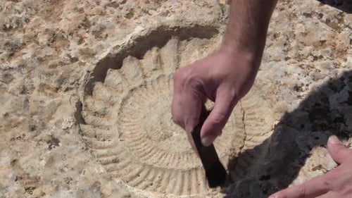 Cleaning the Footprint of an Ammonite