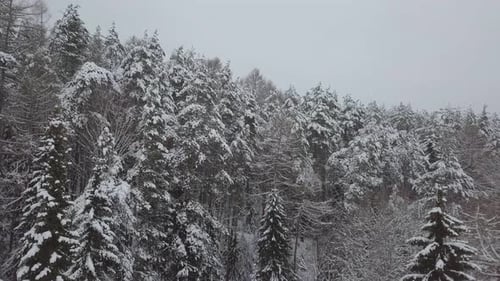 Pine Forest Under Snow in Winter. Elevating Aerial View of Coniferous Fir Trees
