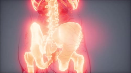 Glowing 3D Human Pelvis Skeletal Animation for Medical Science