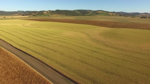 Aerial shot of wheat field