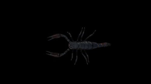 3D Animated Scorpion Crawling with Transparent Background