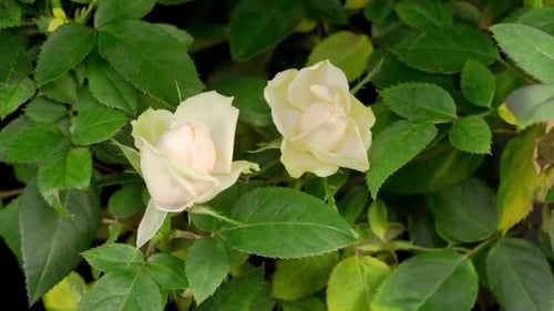 Zeitraffer des Wachstums Weiße Rosenblüte