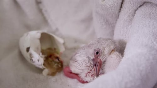 Newly Hatched Bird Resting Next to Broken Eggshell