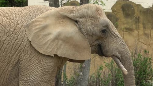 Elephant Close Up Portrait in Natural Enclosure