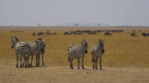 Dazzle of zebras