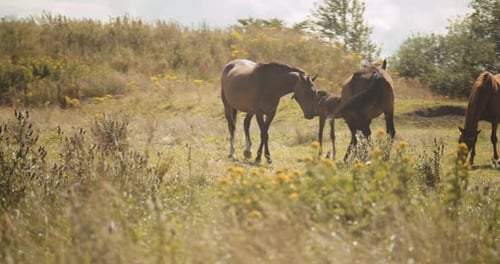 Horses Grazing In Summer Meadow