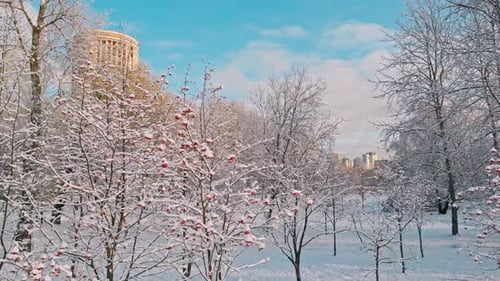 Red Rowan Berries Under The First Snow