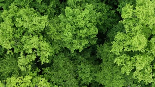 Wunderschöner grüner Wald