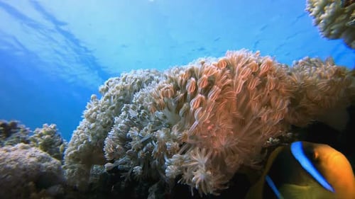 Blue Sea Water Soft Coral and Clownfish