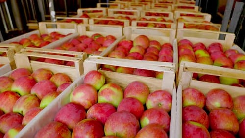 Freshly Picked Apples in Crates at Harvest
