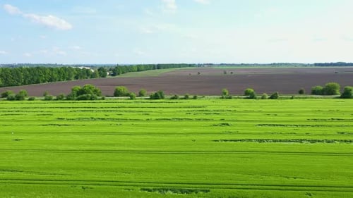 Aerial View Green Wheat Field