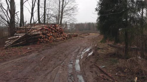 Stapel von Baumstämmen am Waldrand