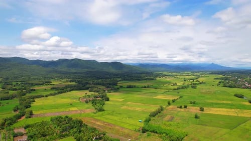4K Aerial view of agriculture in rice fields for cultivation.