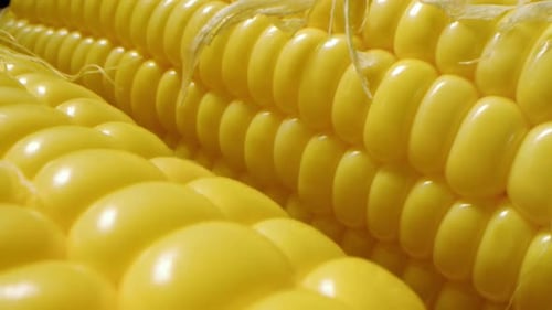 Close Up View of Yellow Corn on Cob