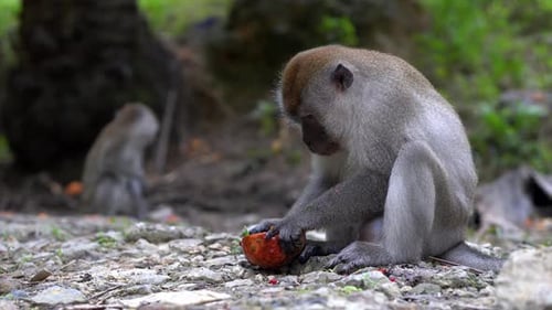 Monkey Foraging in Tropical Natural Habitat