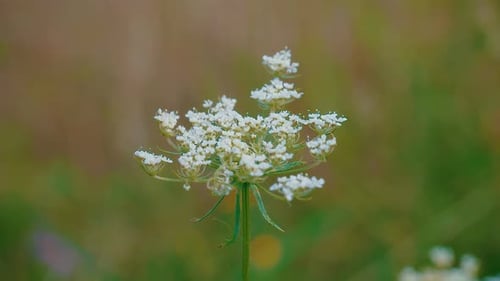 White Flower