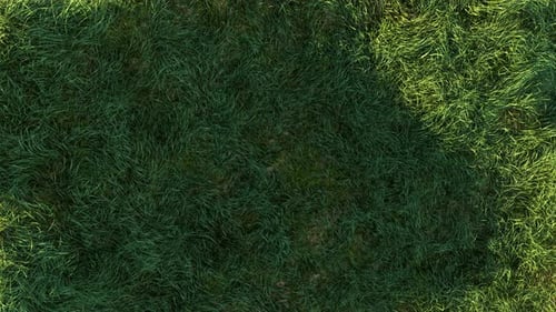 Graswind Stark am Morgen Loop 4K