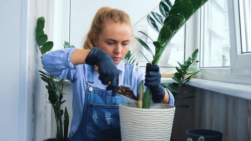 Woman Gardening Indoor Plants With Care and Attention