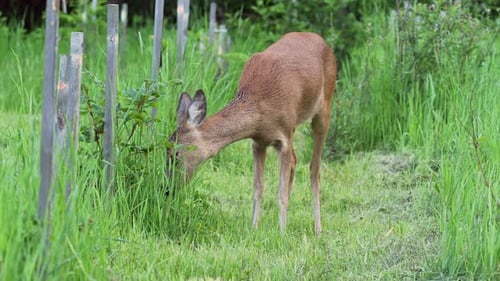Roe deer on green meadow. Wild roe deer in nature, Capreolus capreolus.