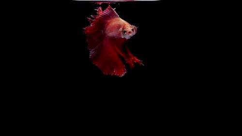 Elegant Red Betta Fish Swimming Underwater