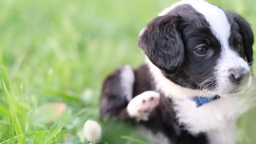The Puppy Itchy From Flea Bites It Sits in the Green Grass
