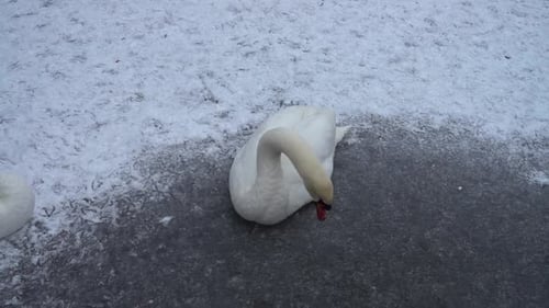 Schwäne sitzen auf dem Eis eines zugefrorenen Sees.