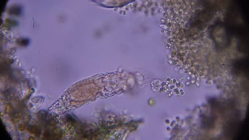 camarón microscópico