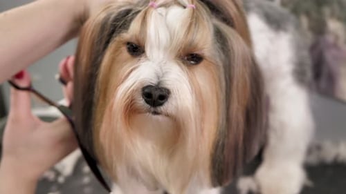 Small Dog Having its Hair Groomed with Scissors